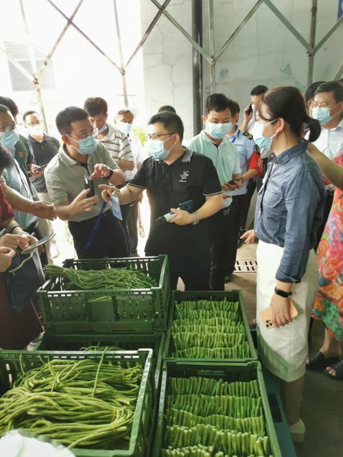 柳州農投集團構建豇豆質量溯源體系，筑牢農產品安全防線