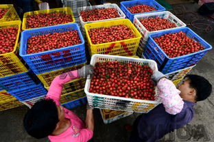 廣西百色 西紅柿銷售紅火 油料及農(nóng)副產(chǎn)品收購(gòu)繁榮
